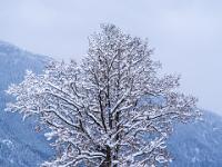 Zweiergruppe frisch verschneiter Bäume auf der Wiese
